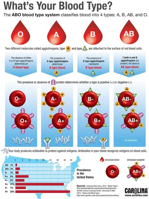 Blood Types Worksheet Chartreusemodern Com Blood Types Worksheet - Blood Types Worksheet