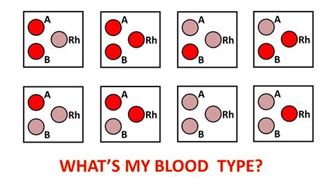 Blood Typing Practice Flashcards Quizlet Blood Type Worksheet Answers - Blood Type Worksheet Answers