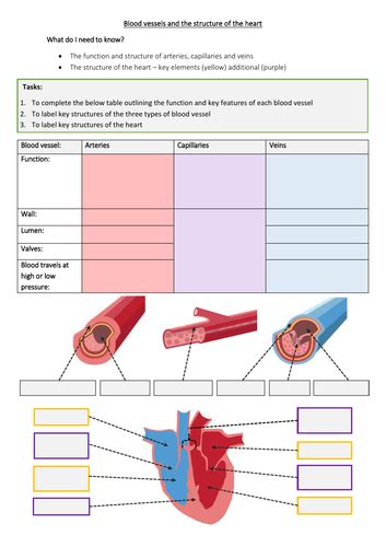 Blood Vessel Structure 1 Printable Worksheet Blood Vessels Worksheet - Blood Vessels Worksheet