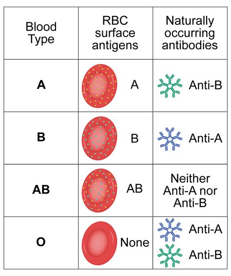 Read Blood Typing Laboratory Exercise 40 Wikispaces 