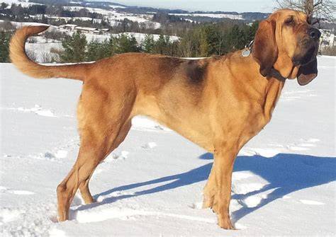 bloodhounds