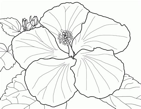 Blooming Hibiscus Flower Coloring Page Hibiscus Flower Coloring Pages - Hibiscus Flower Coloring Pages
