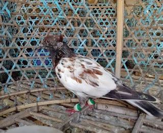 blorok artinya | Blorok artinya Tahu arti kata 2024 cara