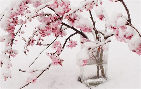 Blossom In Winter
