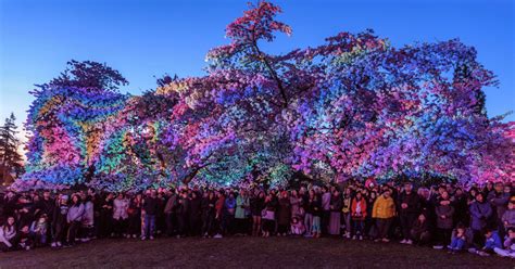 Blossoms After Dark