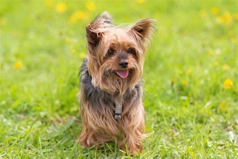 Blue Yorkshire Terrier puppy price