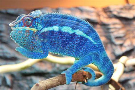 Blue Chameleon
