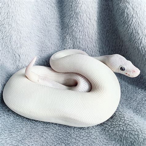 Blue Eyed White Snake