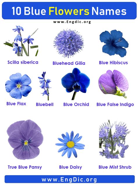 Blue Flowers And Their Names