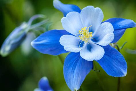Blue Flowers In Colorado   15 Perennial Flowers Native To Colorado The Garden - Blue Flowers In Colorado