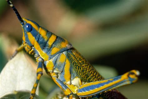 blue locust