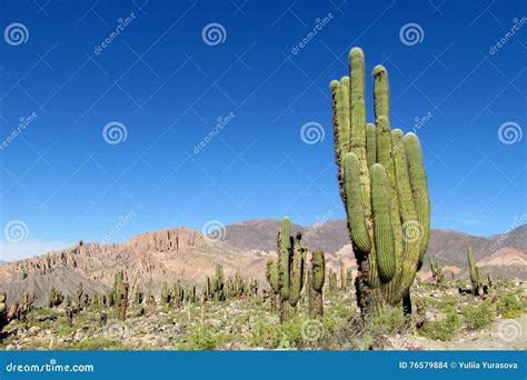 Blue Mountain Cactus十大品牌吗