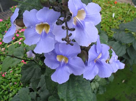 blue sky flower