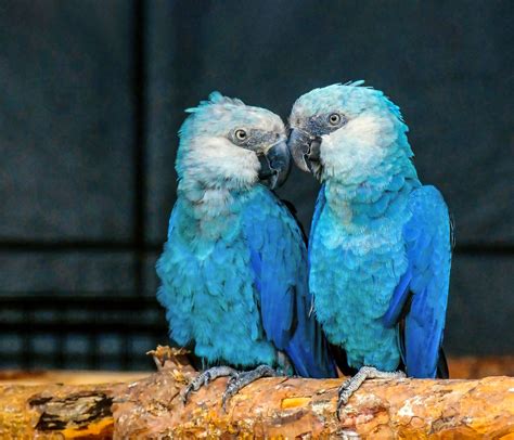 Blue Spix Macaw