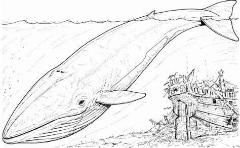 Blue Whale And Sinking Boat Coloring Page Free Blue Whale Coloring Page - Blue Whale Coloring Page