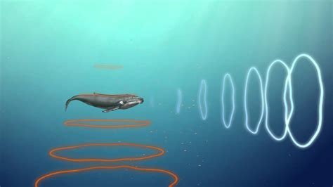 Blue Whale Communication