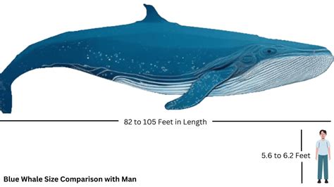Blue Whale Size Comparison