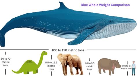 Blue Whale Weight