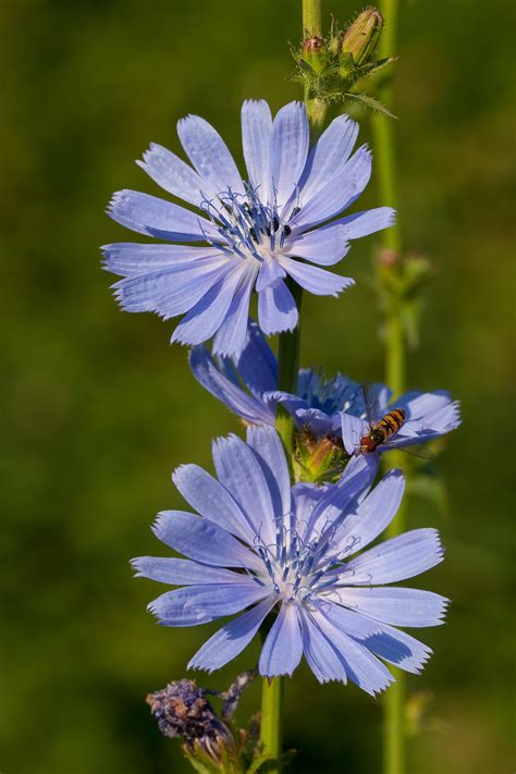 blue wildflowers