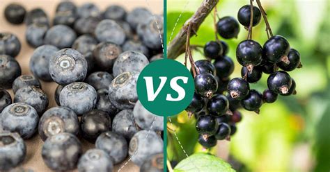 blueberry vs blackcurrant