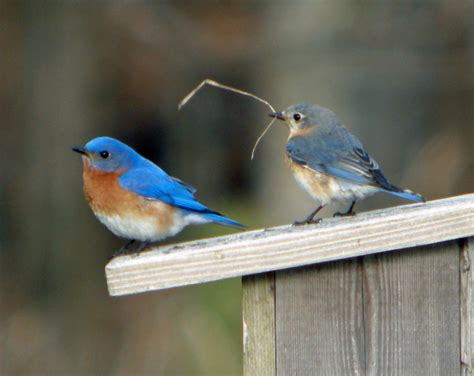 Full Download Bluebirds 