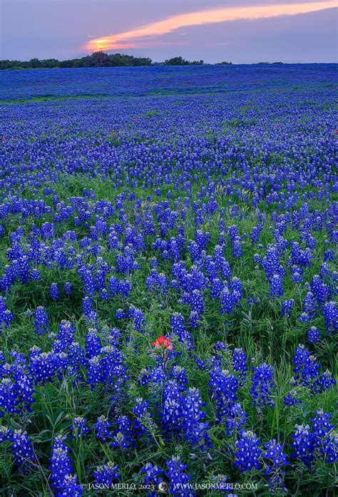 bluebonnets texas