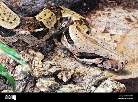 Boa Constrictor