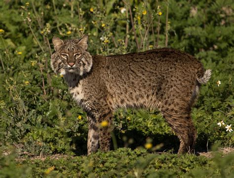 bobcats in jacksonville florida