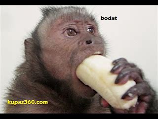 bodat | Brondong bodat Solo Versi Cath ti mp3li