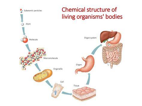 Bodies Of Organisms