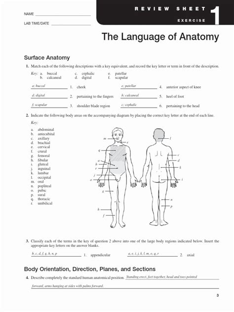 Body 8211 Thekidsworksheet Anatomical Terms Worksheet Answers - Anatomical Terms Worksheet Answers