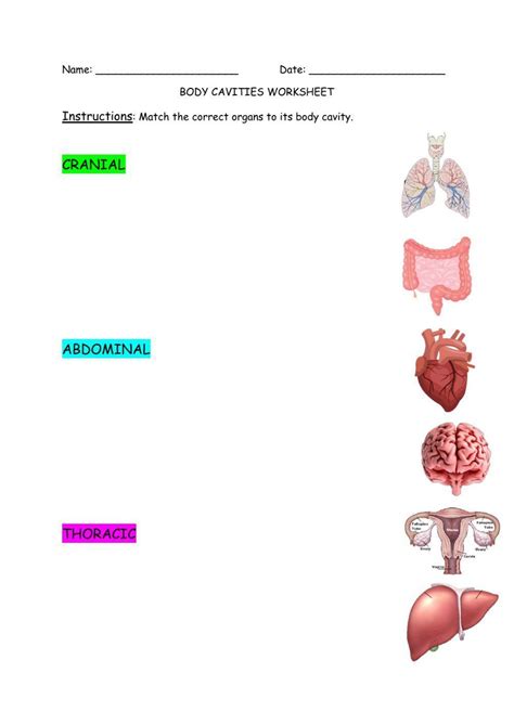 Body Cavities Activity Live Worksheets Body Cavities Worksheet - Body Cavities Worksheet