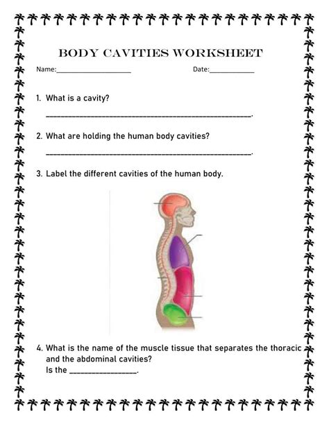 Body Cavities Interactive Worksheet Body Cavities Worksheet - Body Cavities Worksheet