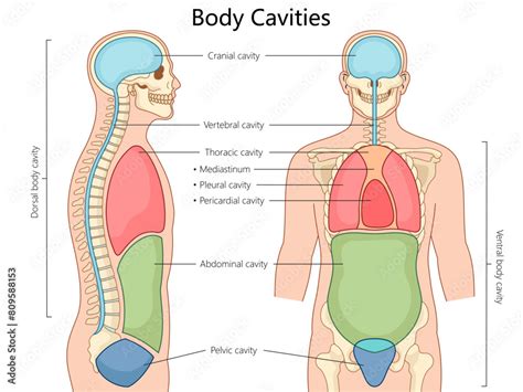 Body Cavities Labeled