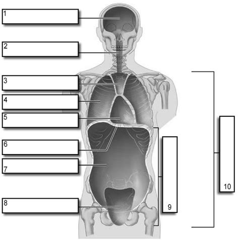 Body Cavities Labeling The Biology Corner Body Cavity Worksheet - Body Cavity Worksheet