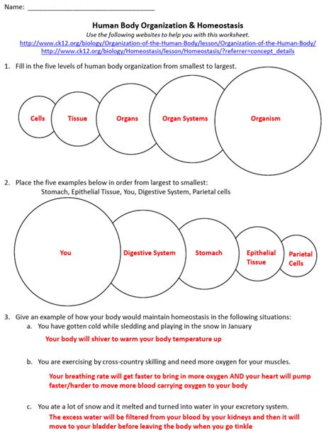 Body Organization Answer Key Section Review