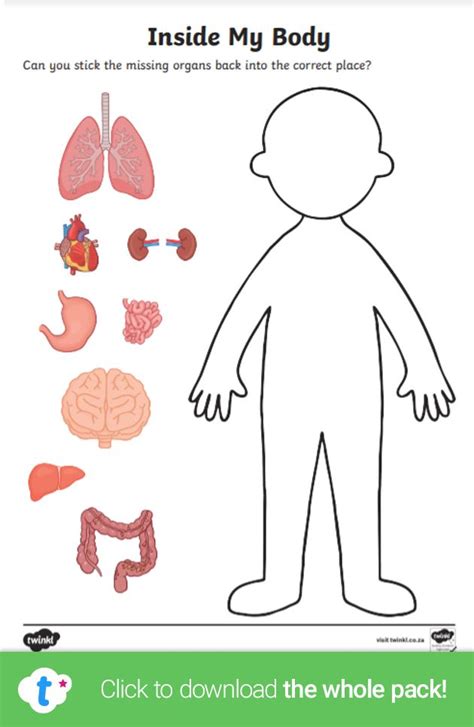 Body Organs Cut And Paste Activity For 3rd 5th Grade Organ Systems Worksheet - 5th Grade Organ Systems Worksheet