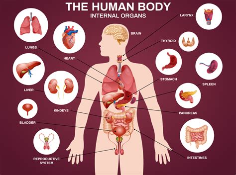 Body Organs Of Human