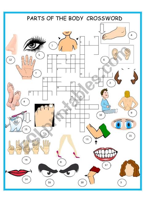 Body Part Crossword Puzzle Clues Body Parts Crossword Clue - Body Parts Crossword Clue