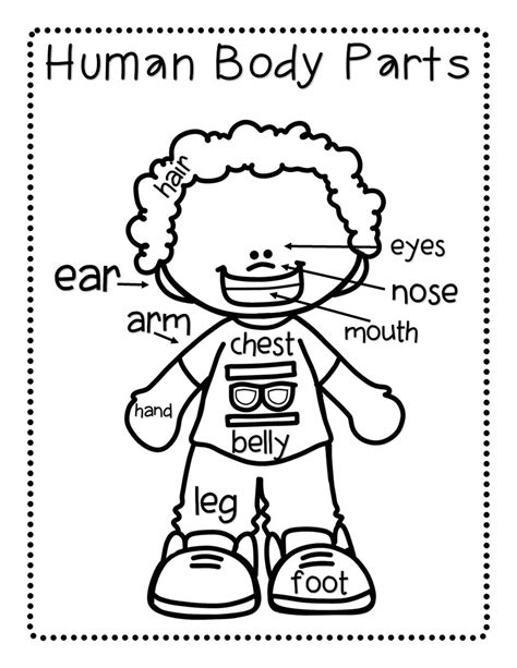 Body Parts Coloring Pages For Preschool At Getcolorings Body Parts Coloring Pages For Preschool - Body Parts Coloring Pages For Preschool