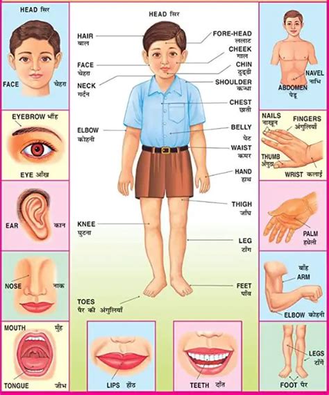 Body Parts In Hindi And English With Pictures Hindi U Words With Pictures - Hindi U Words With Pictures