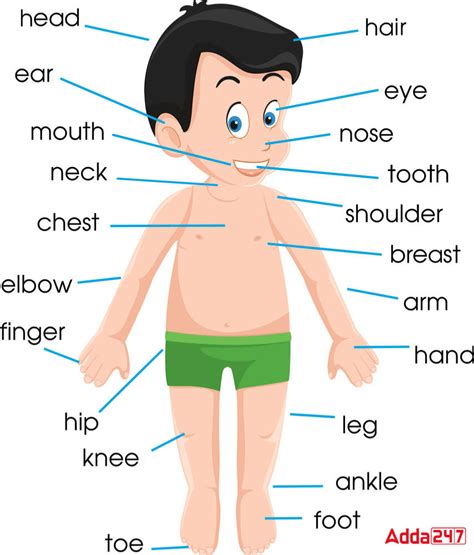 Body Parts Name 50 Body Parts In English Parts Of Human Body Pictures - Parts Of Human Body Pictures
