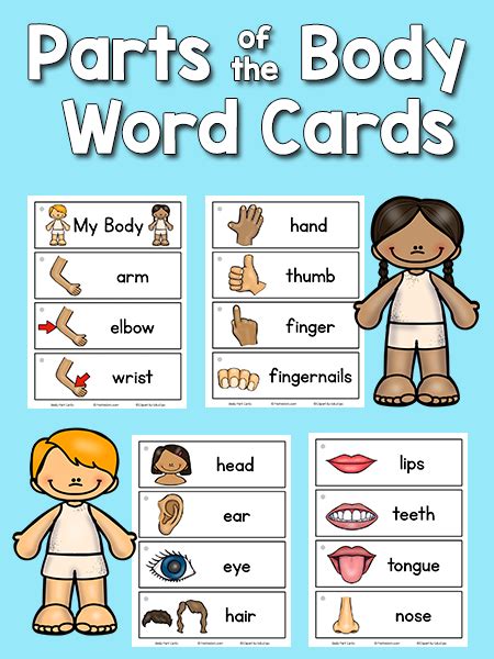 Body Parts Picture Word Cards Prekinders Preschool Body Parts Flashcards Printable - Preschool Body Parts Flashcards Printable