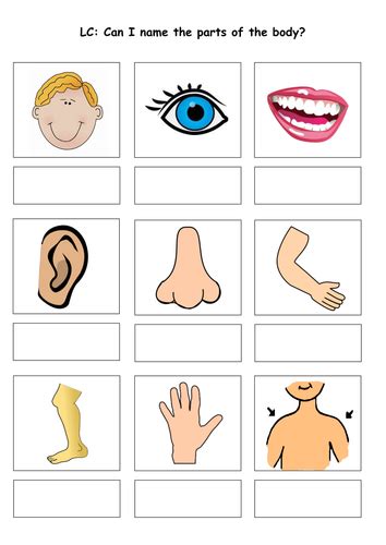 Body Parts Science Year 1 Science Body Part - Science Body Part