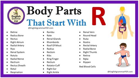 Body Parts Starting With R Body Related Word Body Parts Beginning With R - Body Parts Beginning With R