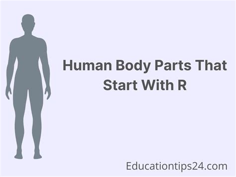 Body Parts Starting With R You Should Know Body Parts Beginning With R - Body Parts Beginning With R