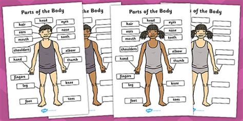 Body Parts Worksheet Pdf Labelling Pack Teacher Made Labeling Body Parts Worksheet - Labeling Body Parts Worksheet