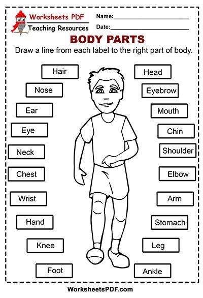 Body Parts Worksheets Free Printable Pdf Planes Amp Body Parts Coloring Pages For Toddlers - Body Parts Coloring Pages For Toddlers