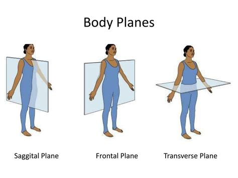 Body Planes And Sections