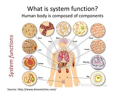 Body Structure And Function 11th Edition